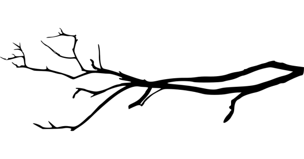 Ветка дерева