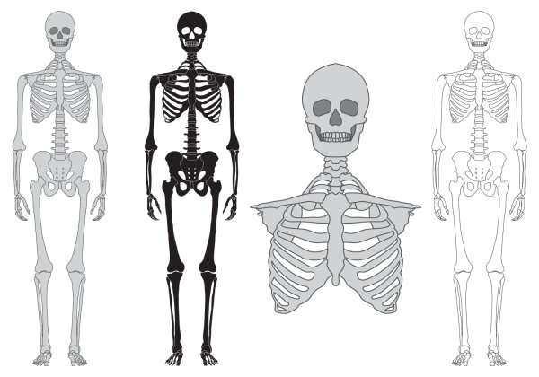 Скелеты схематичные