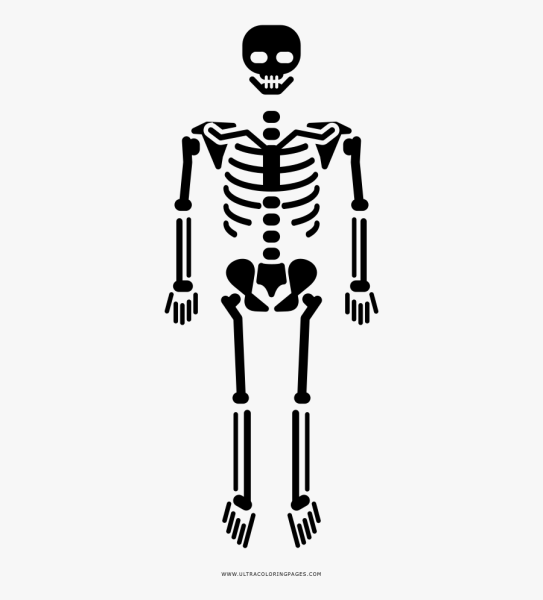 Скелет контур