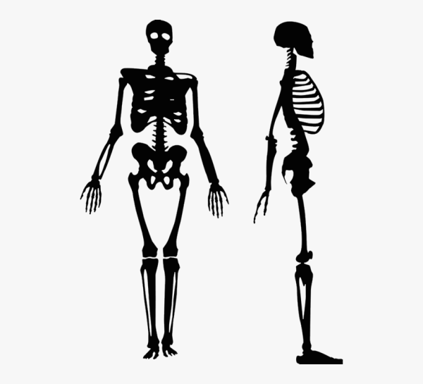 Силуэт скелета человека