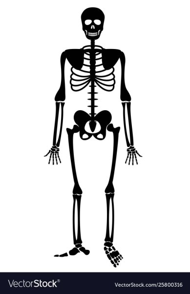 Векторный скелет