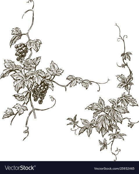 Угловой орнамент из виноградной лозы