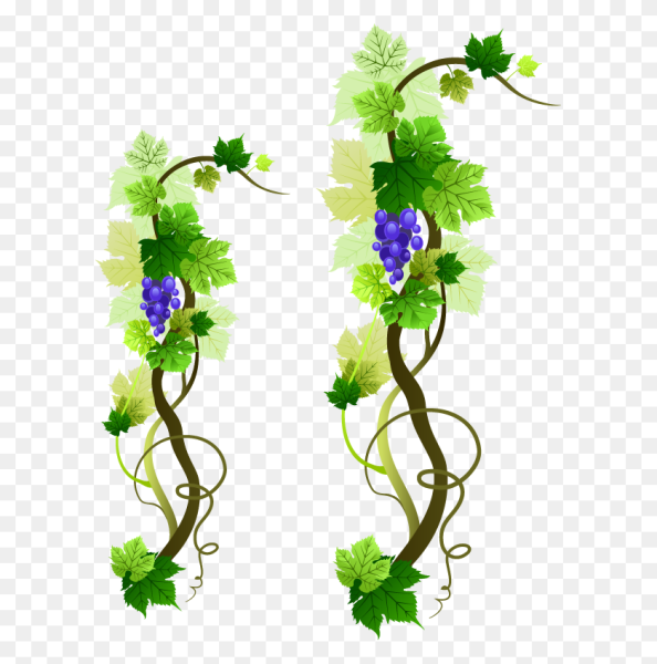 Виноградная лоза плетущаяся