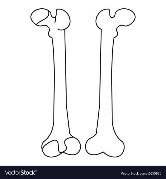 Эскиз легкий кость