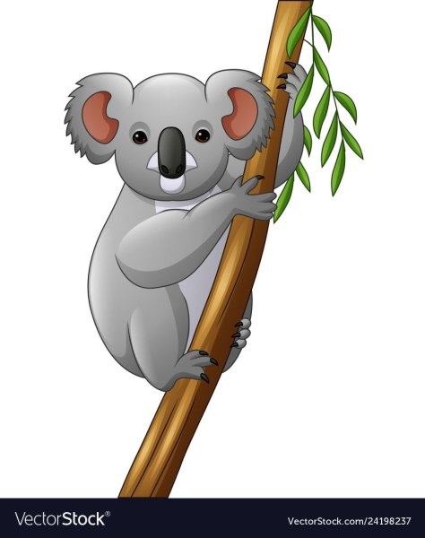Коала на ветке вектор