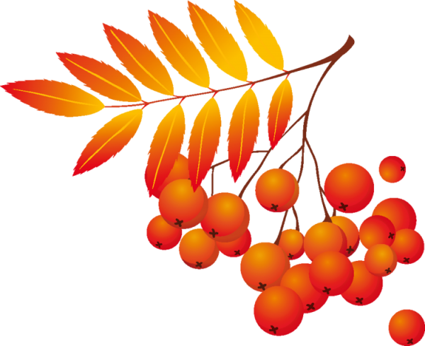 Ветка рябины