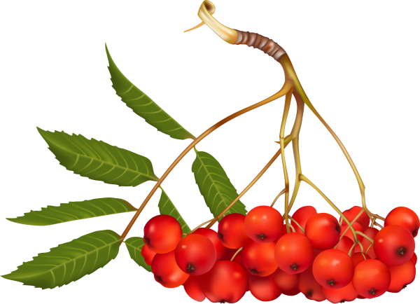 Ветка рябины