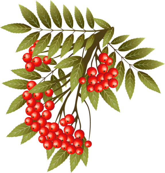 Ветка рябины с ягодами