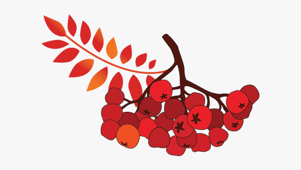 Нарисовать гроздь рябины