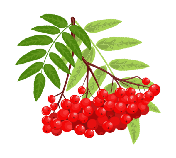 Кисть Рябинки гроздь Калинки