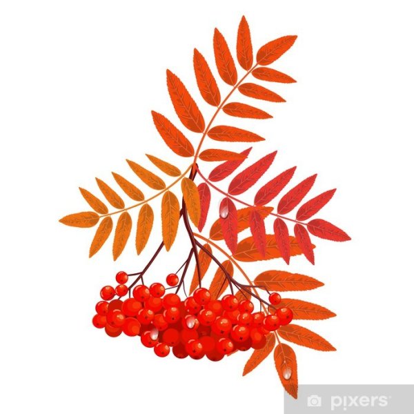 Рябина осенью