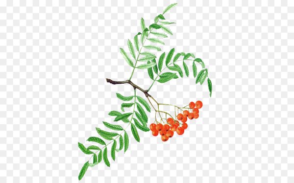 Веточка рябины без фона