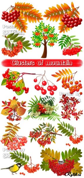 Рябина клипарт