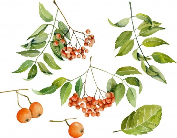 Ягоды рябины вектор