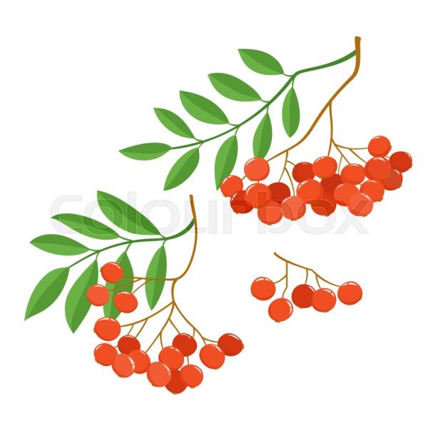 Стилизованная ветка рябины