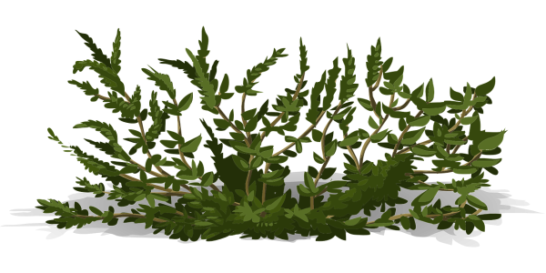 Буш кустарник