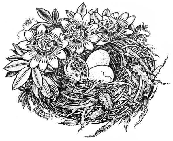 Гнездо рисунок ручкой