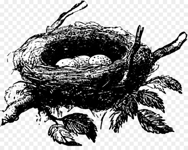 Рисование гнездо