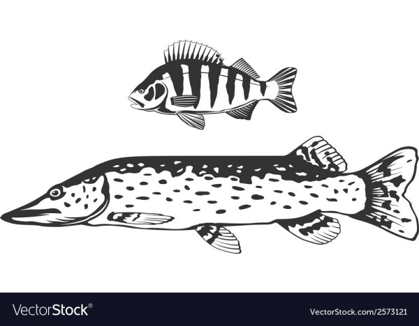 Рыба щука вектор