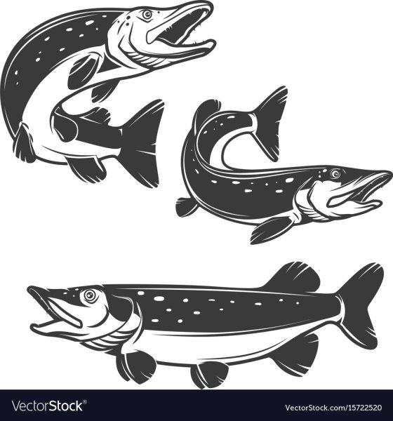 Щука вектор