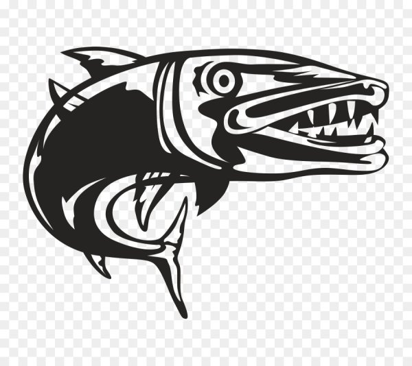 Барракуда рыба