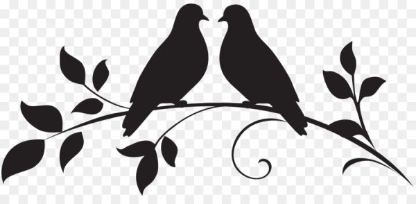 Красивые силуэты птиц