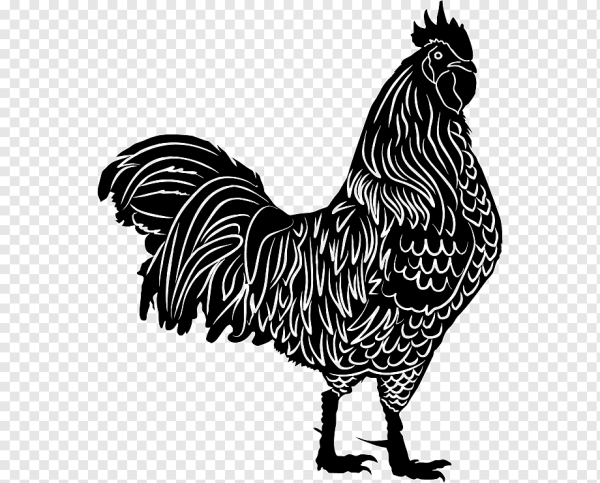 Петух векторный