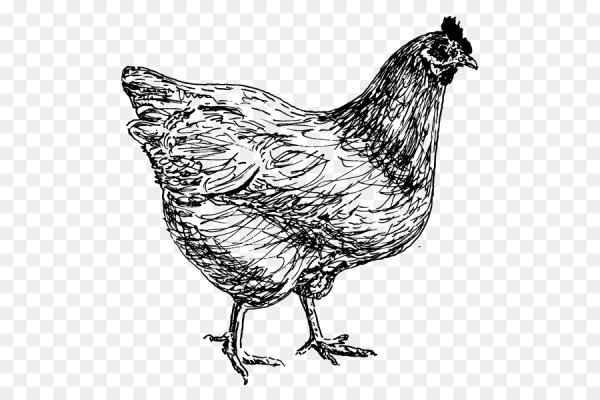 Курица Графика