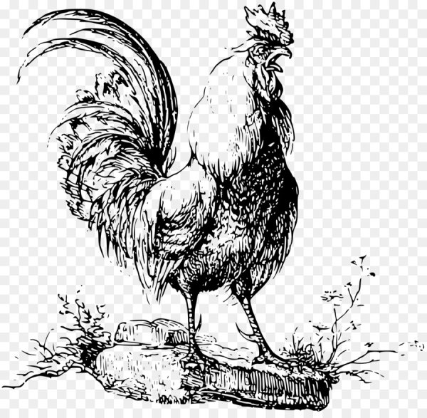 Петух Графика