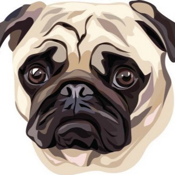 Морда МОПСА рисованная