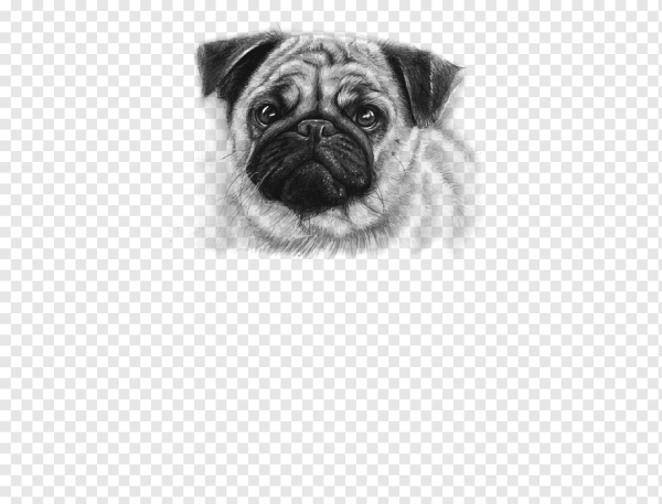 Мордочки мопсов нарисованные