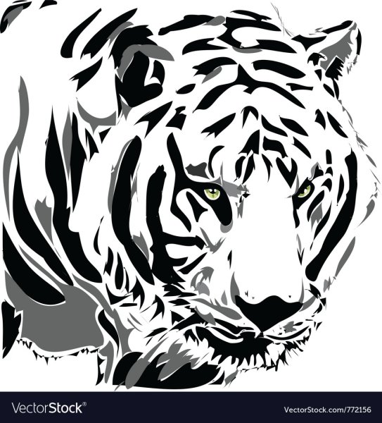 Тигр черно белый