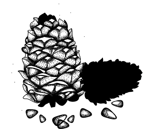 Кедровая шишка