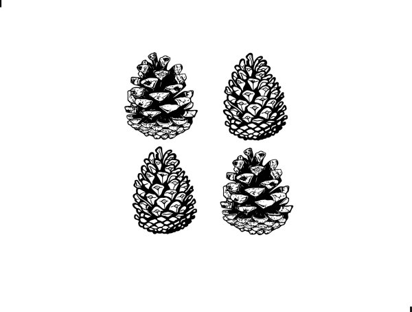 Шишки сосны