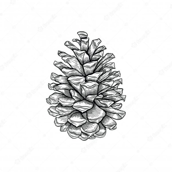 Шишка гравюра