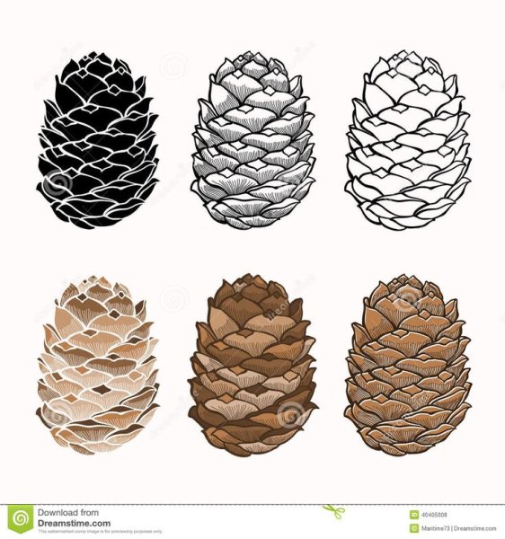 Контур кедровой шишки