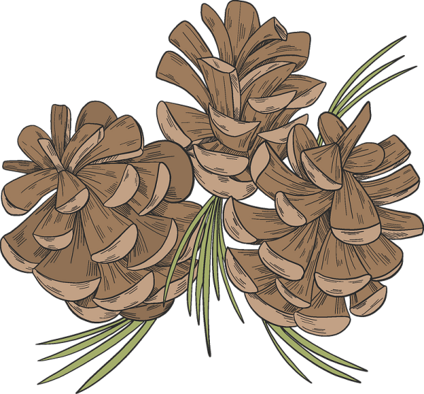 Орнамент шишки