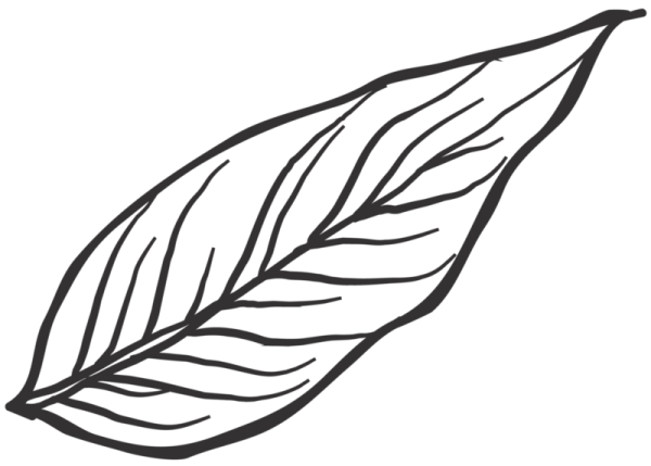 Листья вектор линия