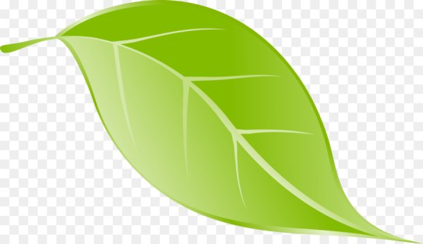 Листочки без фона