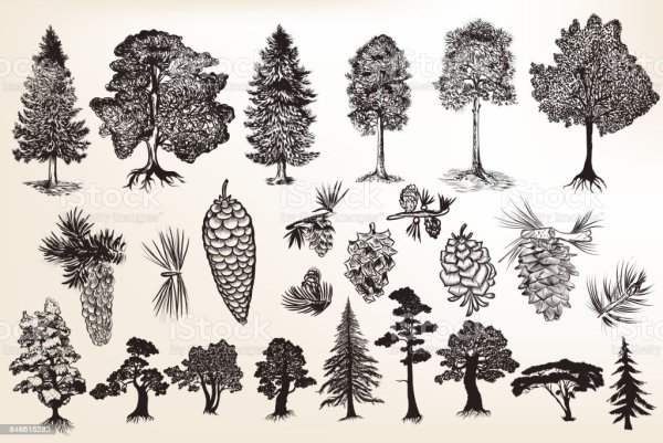 Кедр Векторсток