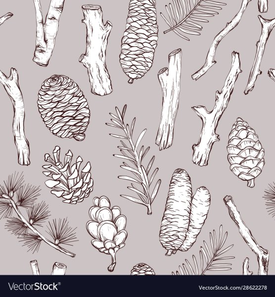 Постер хвойные ветки монохром