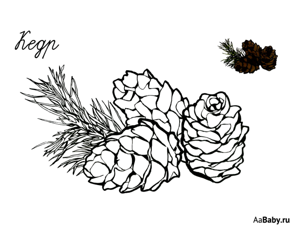 Зарисовки кедра