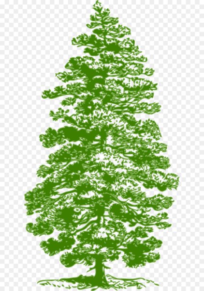 Кедр силуэт дерева