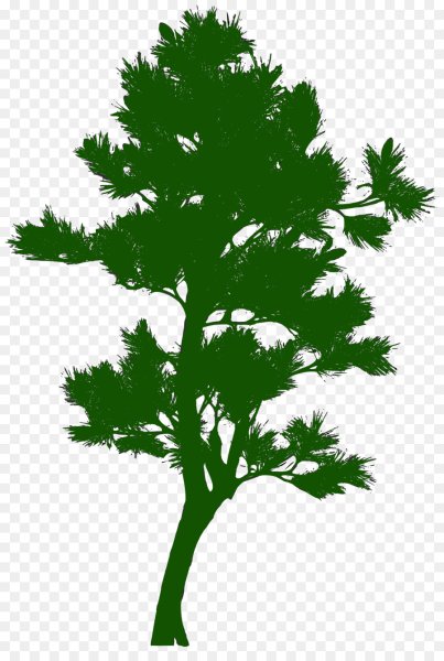 Силуэт сосны