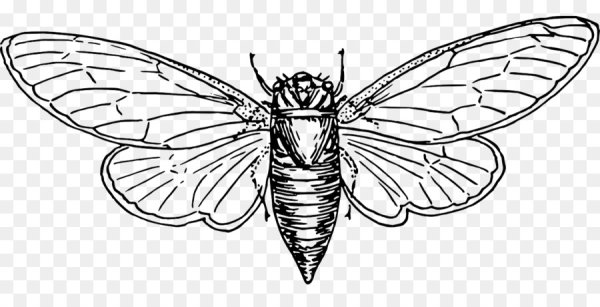 Цикада с расправленными крыльями