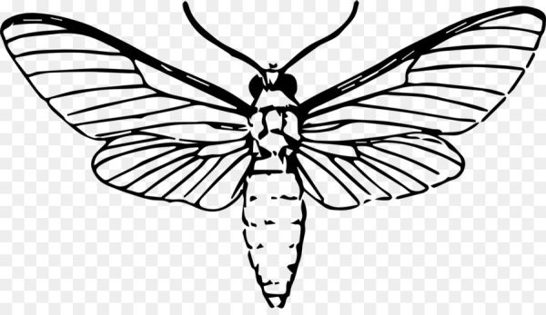 Мотылек вектор