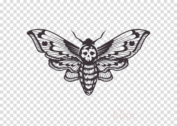 Бражник мертвая голова арт