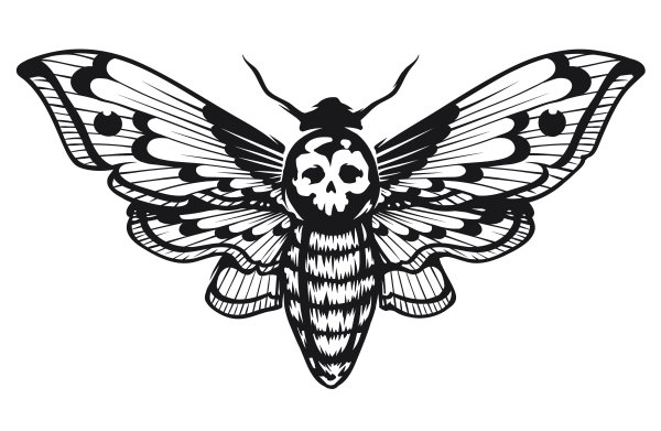 Бабочка мёртвая голова вектор