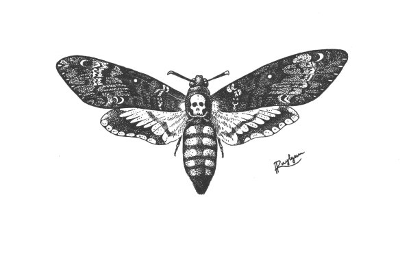 Мотылек эскиз