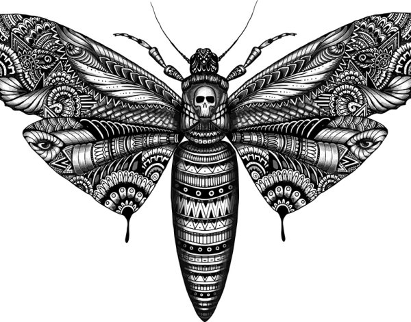 Куколка бабочки БРАЖНИКА мертвая голова